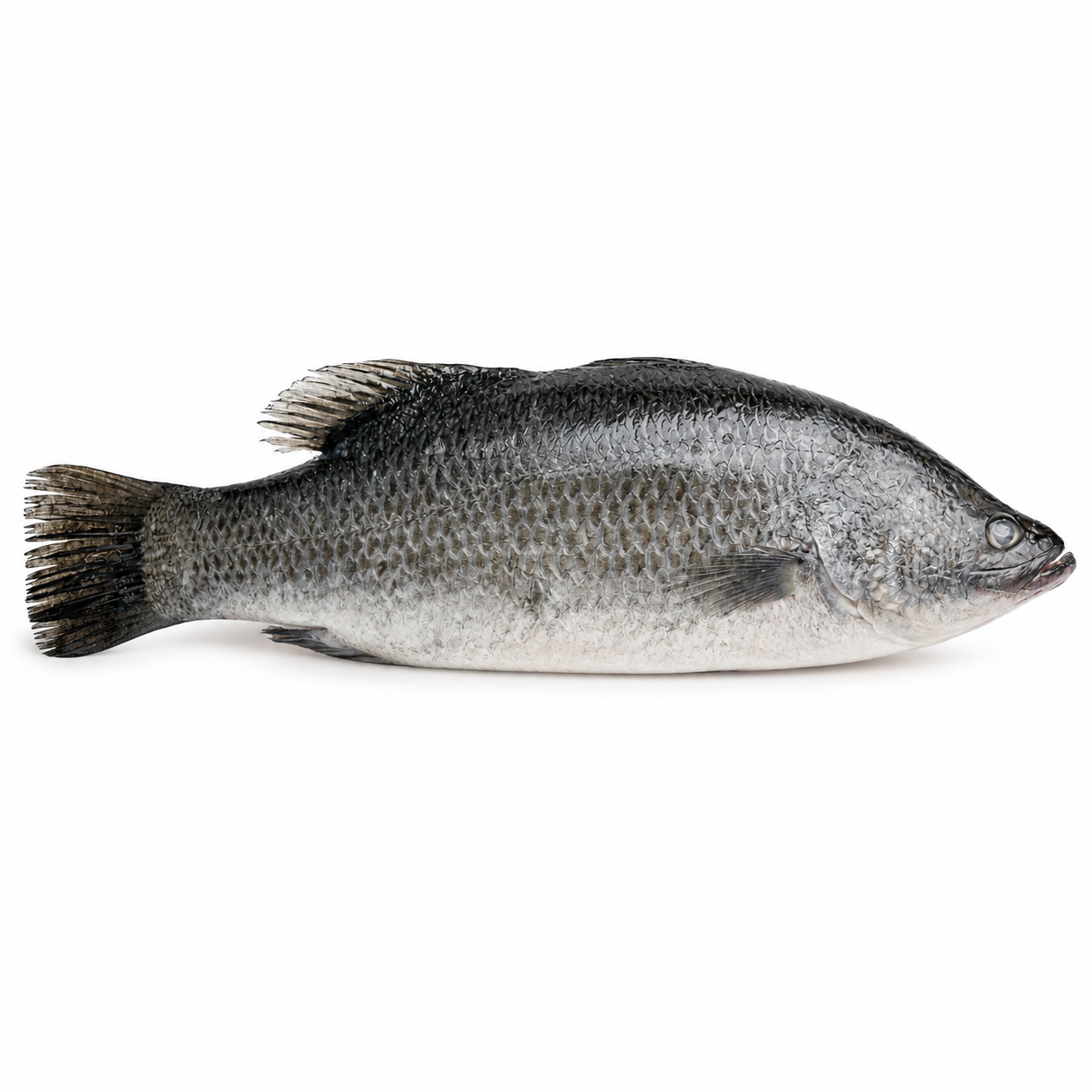 Barramundi (Single Fish) - African grocery Melbourne