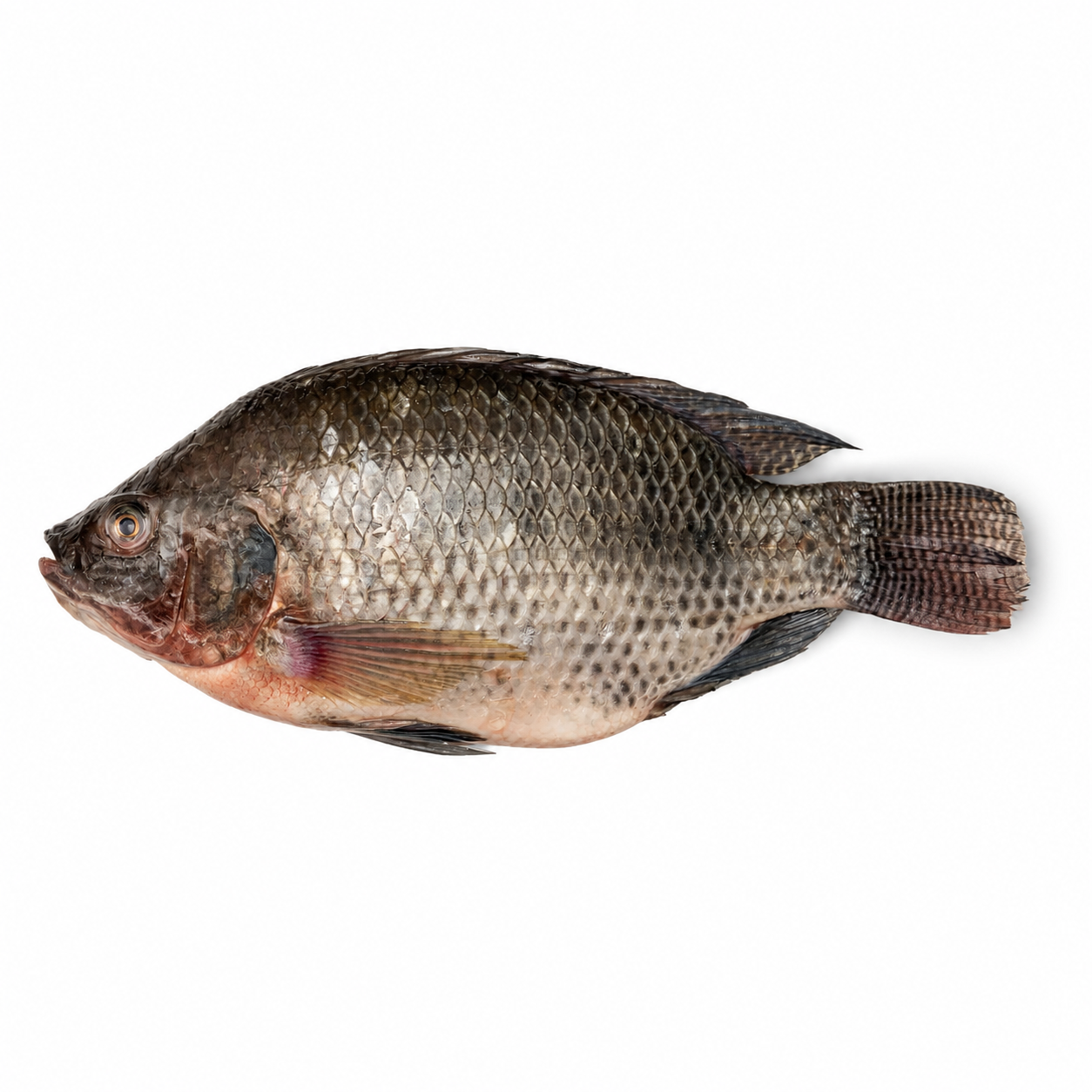 Tilapia (Single Fish) - African grocery Melbourne
